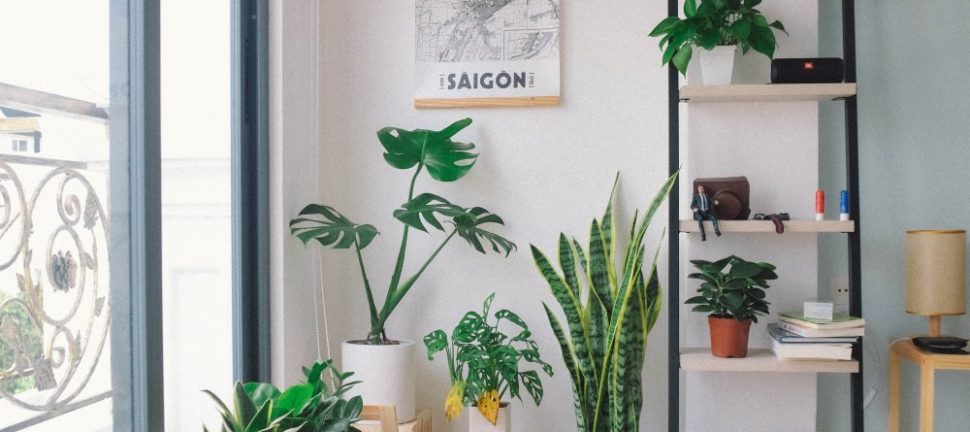 Nemme planter derhjemme
