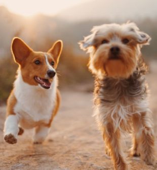 Find godkendte flåtmidler til hunde online