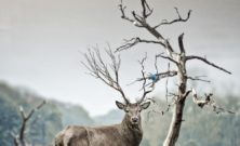 Tag det heeelt roligt med sådan en omgang beskæring i naturen