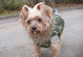 Vinterjakke til hund: sådan holder du din hund varm og tryg hele vinteren