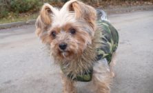 Vinterjakke til hund: sådan holder du din hund varm og tryg hele vinteren