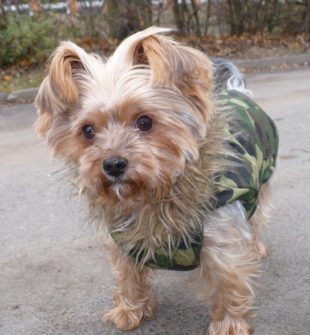 Vinterjakke til hund: sådan holder du din hund varm og tryg hele vinteren