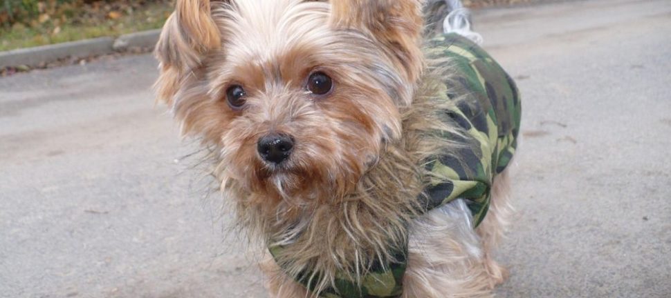 Vinterjakke til hund: sådan holder du din hund varm og tryg hele vinteren