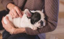Hund massage: sådan hjælper det din hunds krop og trivsel