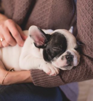 Hund massage: sådan hjælper det din hunds krop og trivsel